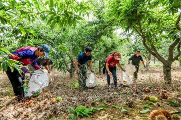 How to sell chestnuts in China?(+case study)